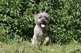 CAIRN TERRIER 007